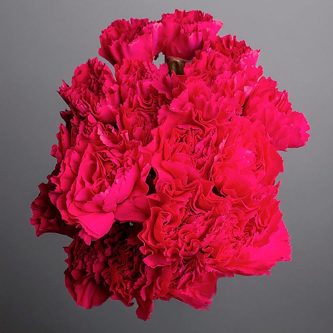 Гвоздика Одноголовая Dark Pink (К) дл.70 20шт