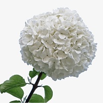 Гортензия Condor Andino Sas White дл.JUMBO 1шт