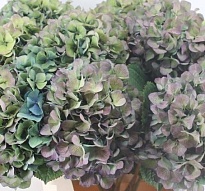 Гортензия Verena Classic 24 дл.70 1шт