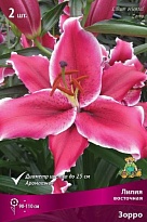 Лилия восточная Зорро 12/14 3шт