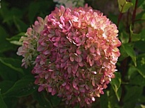 Гортензия (Hydrangea) мет. Перле де Фестиваль d17 h20-40 1шт