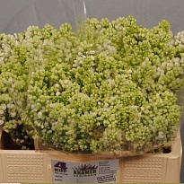 Сирень Mad. Florent Stepman 10шт