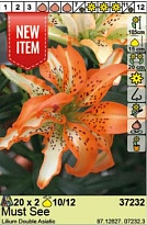 Лилия Маст Си аз. махр.10/12 2шт*