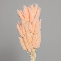Лагурус сухоцвет 60шт h60-70см коралловый