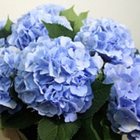Гортензия Verena Blue дл.80 d22 1шт