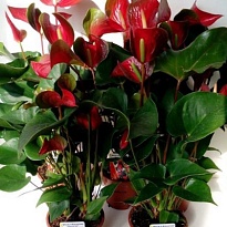 Антуриум Адиос Динамит d17 h50 6шт