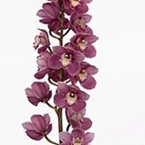 Орхидея Cymbidium Braemar*6 дл.80 1шт