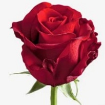 Роза Red Eagle (Ц) дл.50 10шт