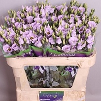 Эустома Piccolo Lavender 10шт