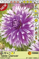 Георгина Тейбл Дансер бахр. 1шт*