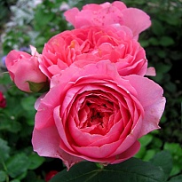 Роза Амандин Шанель парковая/Цв.Кор