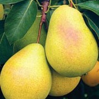 Груша Чижовская подв. семенной /С 1шт