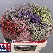 Лимониум Diamond Mix 25 шт