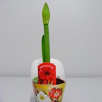 Амариллис микс d13 h50 8шт