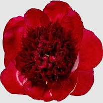 Пион Red Charm (К) дл.50 5шт