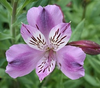 Альстромерия Yoliroses Lavander дл.70 10шт