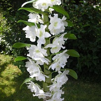 Орхидея Дендробиум Нобель Аполлон 2 ст d12 h45 6шт