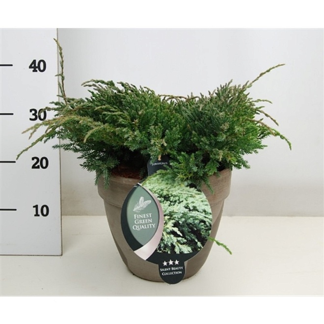 Можжевельник (Juniperus) чешуйчатый Блю Карпет (KV) d23 h40-45 1шт