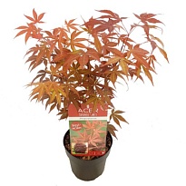 Клен (Acer) дланевидный Атропурпуреум d9 h25-35 18шт