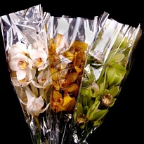 Орхидея Cymbidium Stem Mix дл.50 *12 1шт (A)