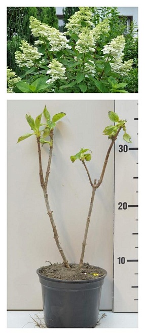 Гортензия (Hydrangea) метельчатая Киушу d10 1шт