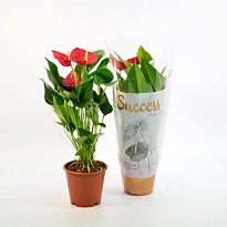 Антуриум Саксесс Ред d12 h40 10шт