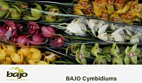 орхидея Cymbidium Mix дл.70 1шт