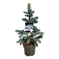 Ель (Picea) колючая Костер 5л h50-60 1шт