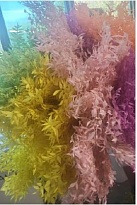 Рускус Aculeatus mix пучок 1шт