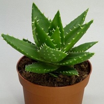 Алоэ Митриформис d8 h15 12шт