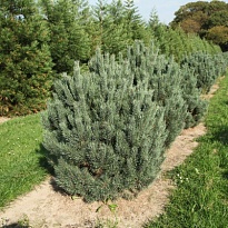 Сосна (Pinus) обыкновенная Ватерери 3л h30 1шт