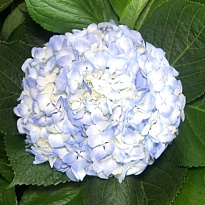 Гортензия Sabanilla Sas Light Blue дл.PREMIUM 1шт