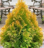 Туя (Thuja) западная Санкист d9 h15-20 1шт