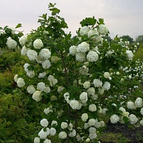 Калина (Viburnum) Опулус Розеум Бульденеж d17 h60-80 (СГ) 1шт