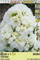 Флокс Белый махр. 1шт*