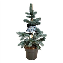 Ель (Picea) колючая Костер d23 h65 1шт