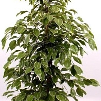 Фикус Голден Кинг d21 h100 1шт