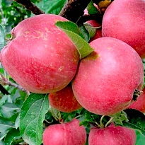 Яблоня Мечта/Цв.Кор.