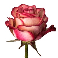 Роза Fl Hermosa Paloma дл.40 25шт