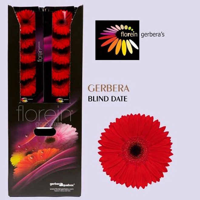 Гербера Aquabox Blinddate 48шт