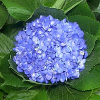 Гортензия Unique Export Sas Blue дл.PREMIUM 1шт