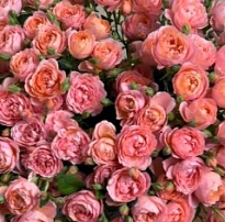 Роза Новая Джульетта кустовая (МЦ) дл.60 10шт/уп