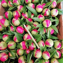 Пион Coral Charme 5шт