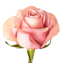 Роза Bella Роза S.a. Secret Garden дл.60 25шт