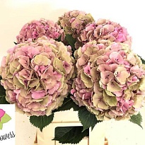 Гортензия Elbtal Classic дл.80 d24 1шт