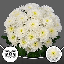 Хризантема кустовая Lumen 5шт