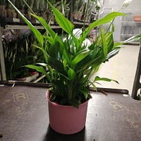 Спатифиллум Шопен (керамика) d9 h30 8шт