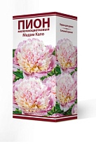 Пион молочноцветковый Мадам Кало 2-3 1шт