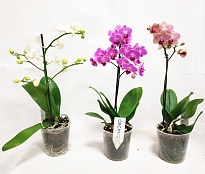 Орхидея Фален. Мультифлора микс 3 ст d9 h40 11шт