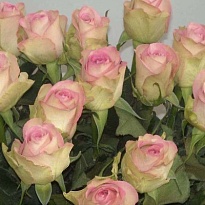 Роза Lovely Jewel дл.40 10шт